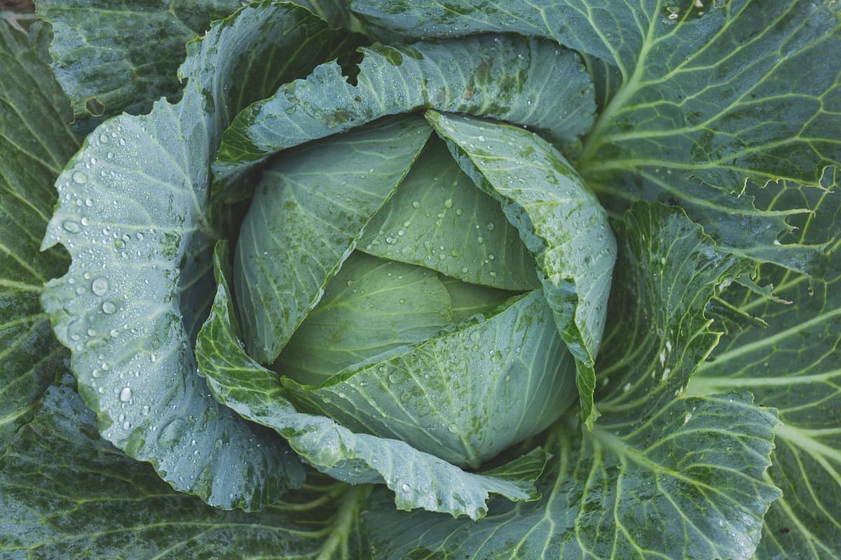 Jardinage à Domicile : 10 Techniques Infaillibles